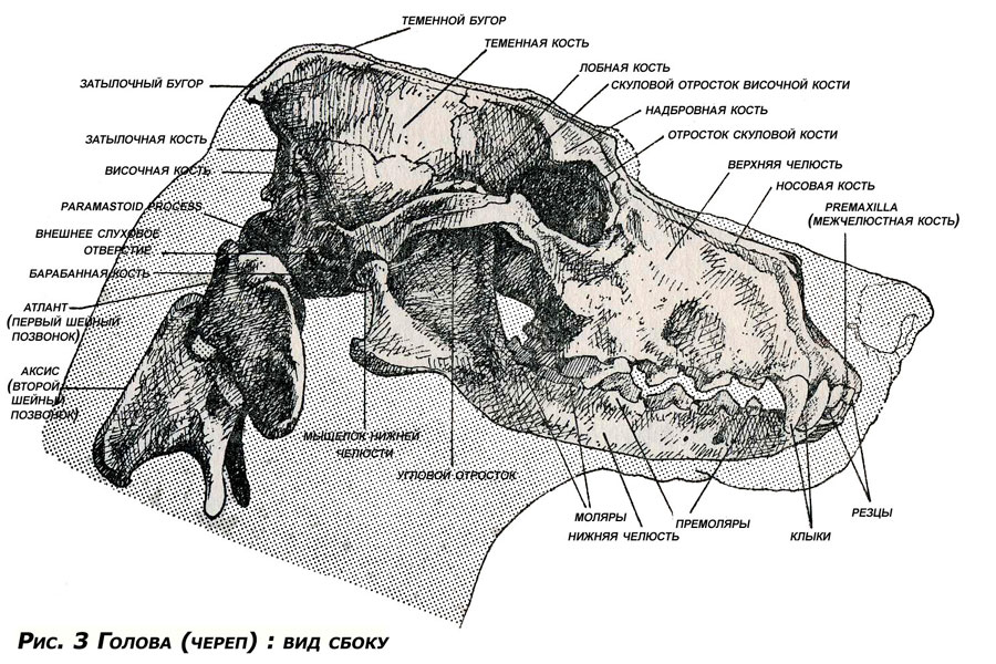 Класс млекопитающие череп. Строение черепа овчарки. Строение скелета черепа собаки. Височная кость собаки. Анатомия черепа собаки решетчатая кость.